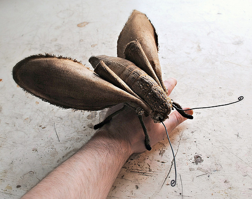 Large moth mr finch Large moth mr finch