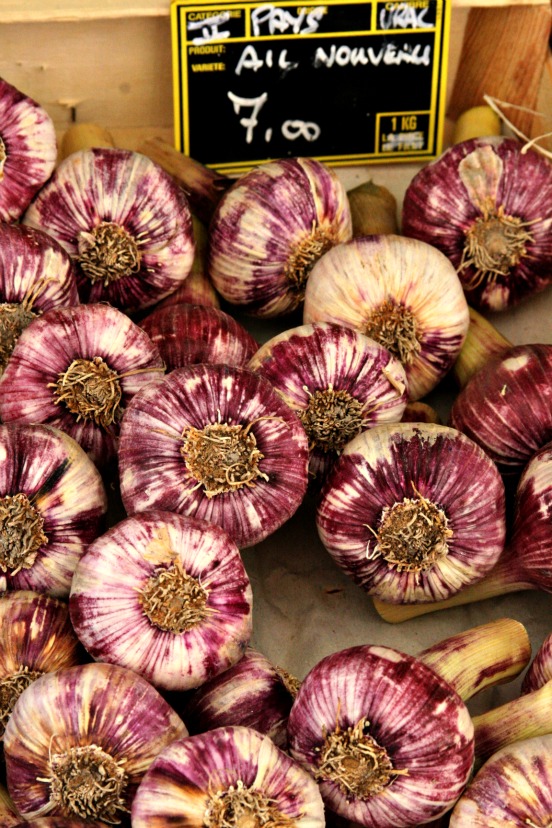 Garlic, provence, France Garlic, provence, France