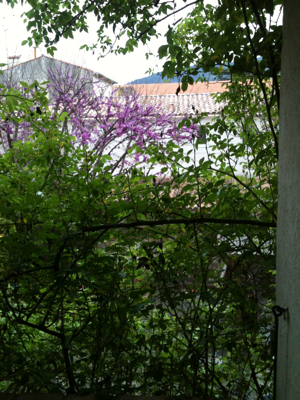 Outside my Bedroom Window Outside my Bedroom Window
