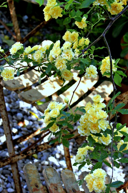 Yellow roses a bloom
