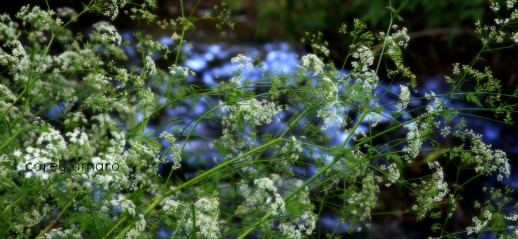 Flowers and river