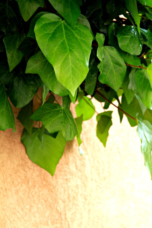 Ivy growing over the wall