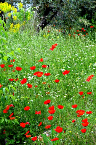 Poppy fields