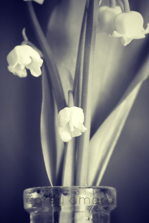 Black and white lily of the valley