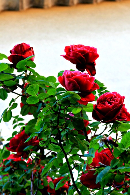 Red roses