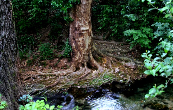 Face in the tree