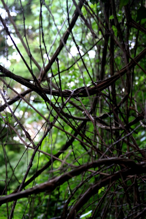 Branches woven