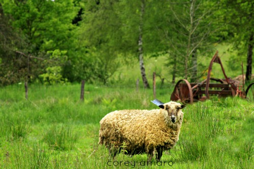 Lamb in the middle of a field