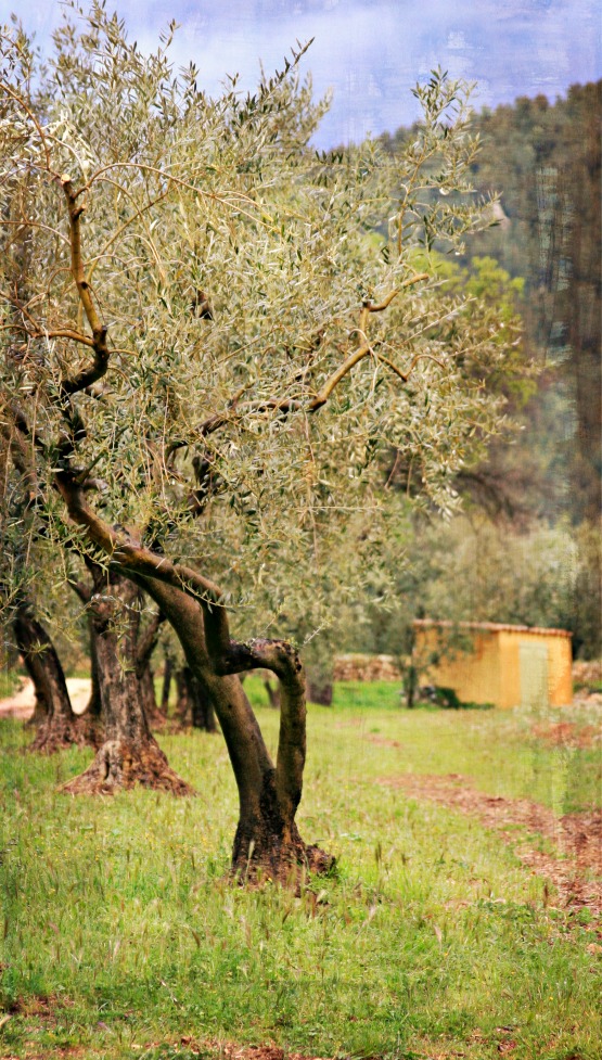 Olive tree provence