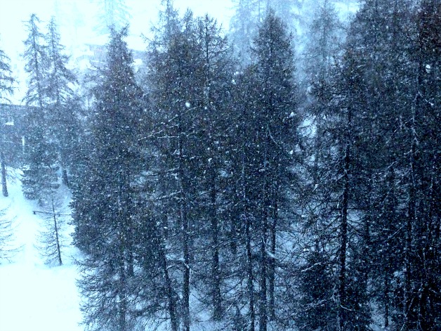 Snow on tree Snow on tree