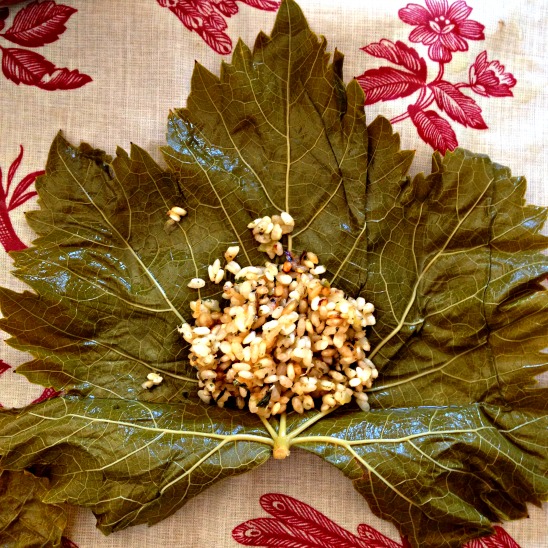 Feuilles de vignes, grape leaf Feuilles de vignes, grape leaf