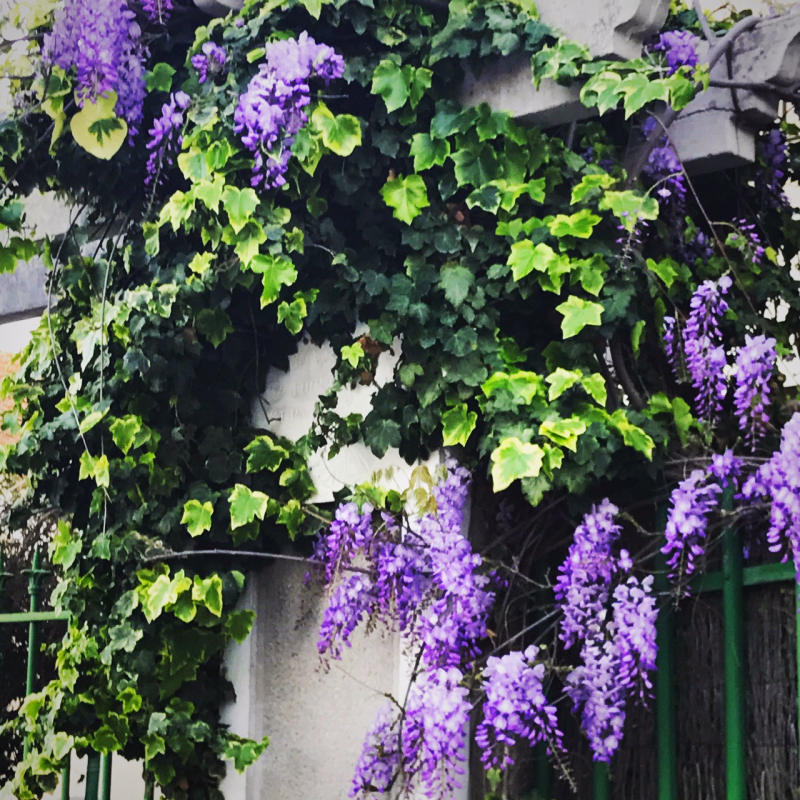 Wisteria, 
