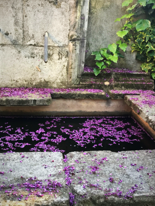 Judas tree petals in the fountain, French garden, Provence 