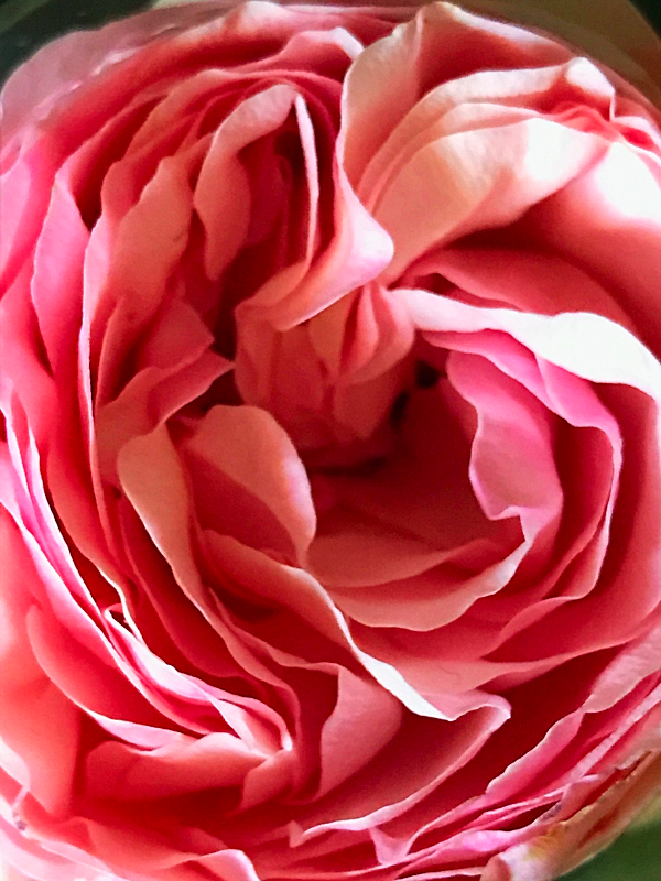 Garden Rose, Corey Amaro