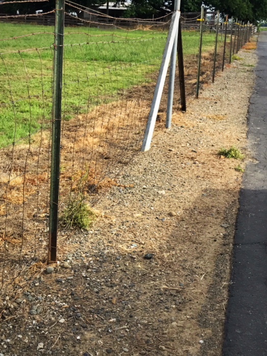 Since there is no structure to stand out from its surroundings, a killdeer nest blends marvelously into the background. Furthermore, the speckled eggs themselves look like stones. The lovely photo at right shows an adult killdeer with the first egg laid in the "nest," which is just a slight depression in the gravel.