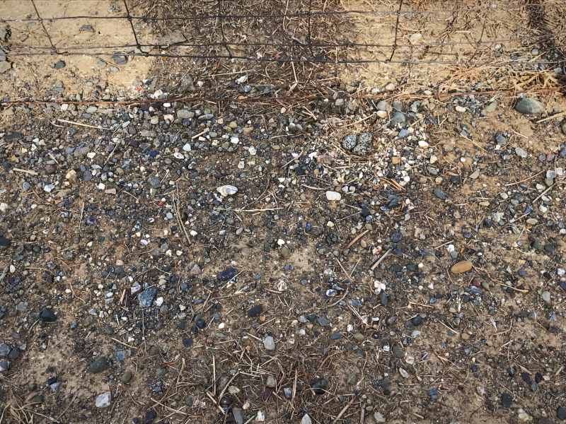 Since there is no structure to stand out from its surroundings, a killdeer nest blends marvelously into the background. Furthermore, the speckled eggs themselves look like stones. The lovely photo at right shows an adult killdeer with the first egg laid in the "nest," which is just a slight depression in the gravel.