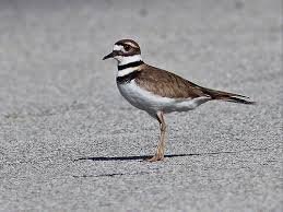 Killdeer