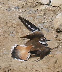 Killdeer dance