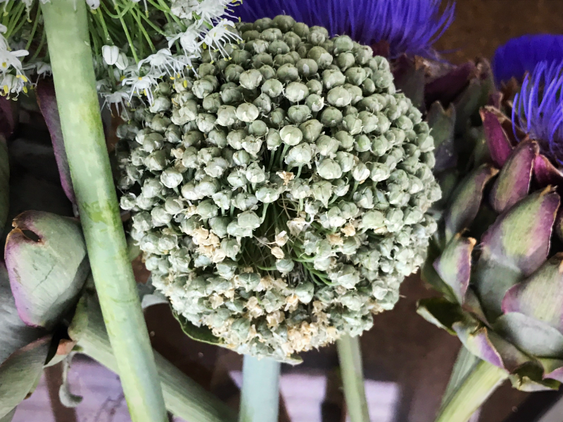 onion bloom seeds to follow