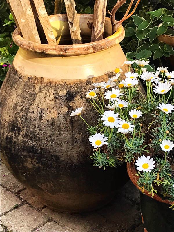 Provencal garden, France, our garden in Spring