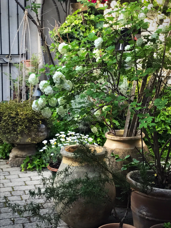 Provencal garden, France, our garden in Spring
