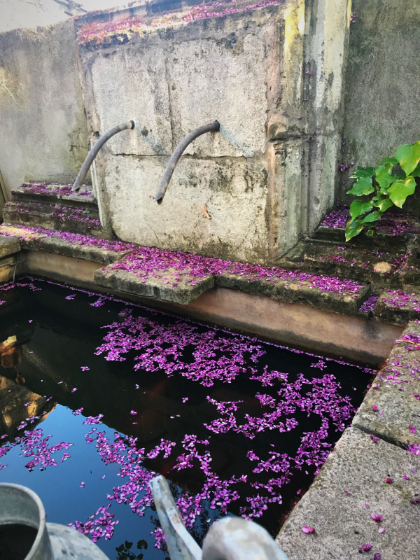 Chinese snowball viburnum