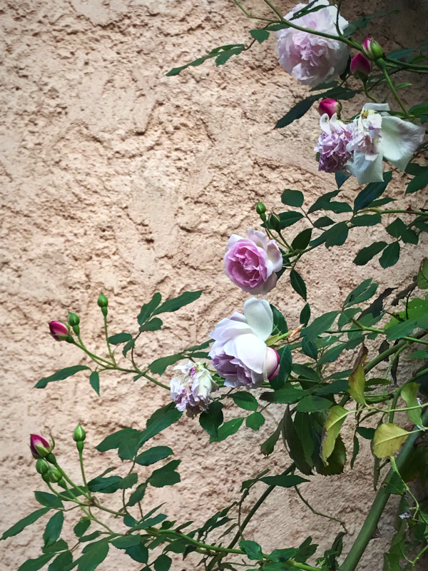 Chinese snowball viburnum
