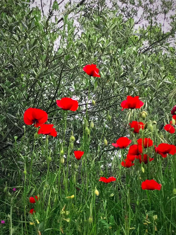 Poppies in Provence