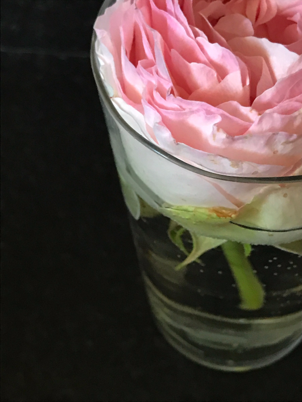 Garden Rose, Corey Amaro