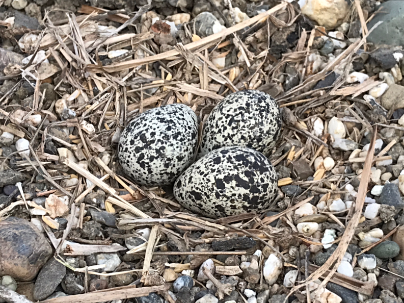 Since there is no structure to stand out from its surroundings, a killdeer nest blends marvelously into the background. Furthermore, the speckled eggs themselves look like stones. The lovely photo at right shows an adult killdeer with the first egg laid in the "nest," which is just a slight depression in the gravel.