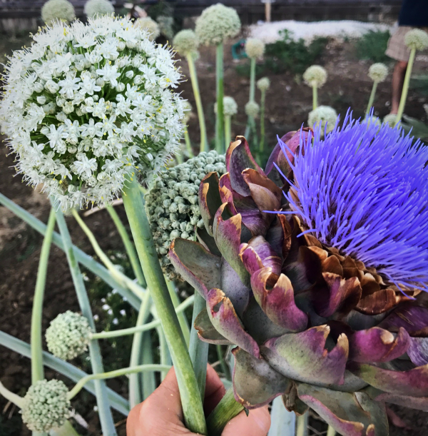 artichoke and onion blooms