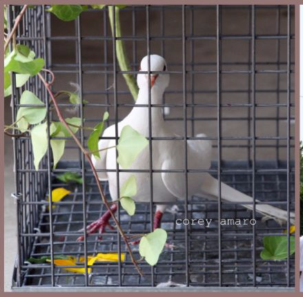 Princeton St Anthony potuguese Festa Princeton St Anthony potuguese Festa