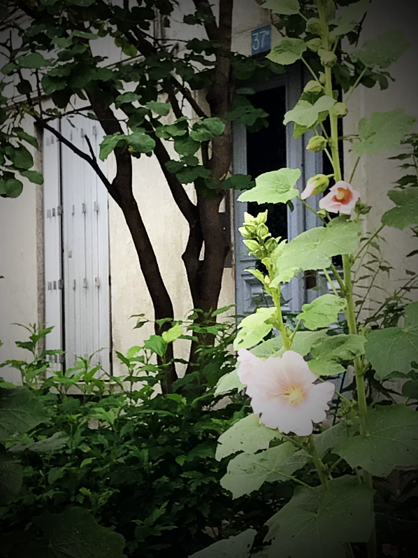 hollyhocks in  paris