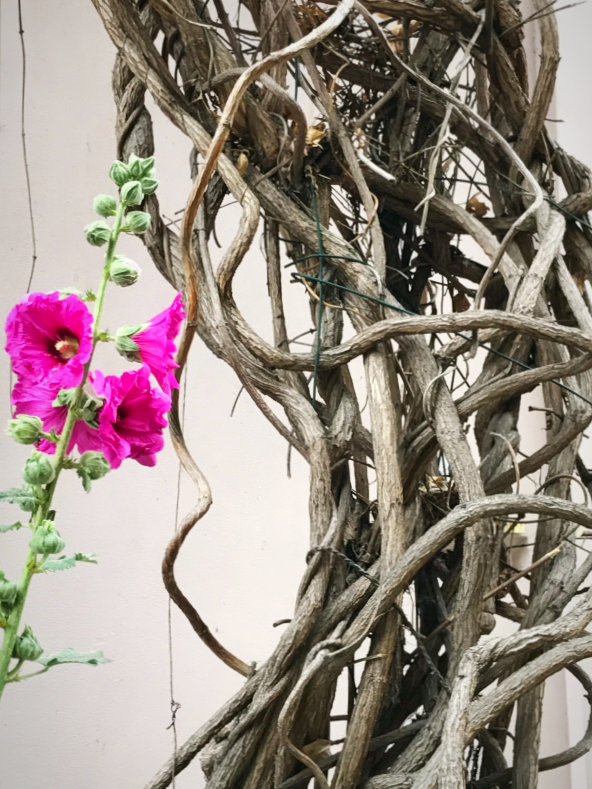 old vines and holly hocks
