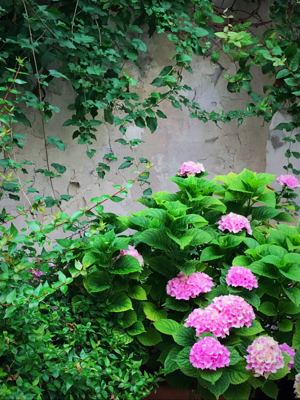 vine covered walls in Paris