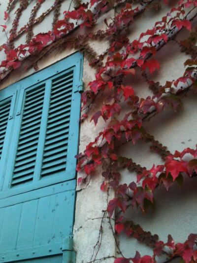 Autumn vine France