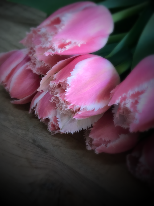 pink tulips, corey amaro pink tulips, corey amaro