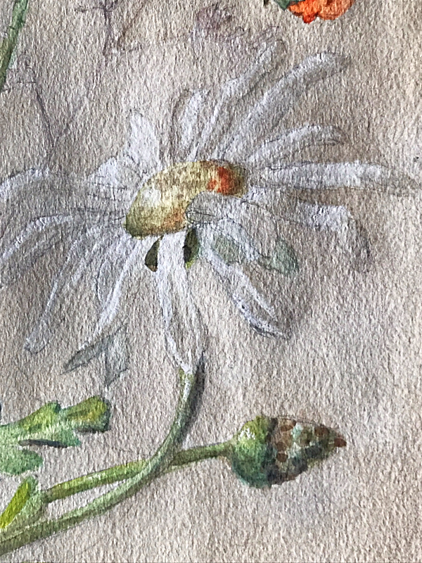 daisy in French Marguerite, Corey AMARO brocante
