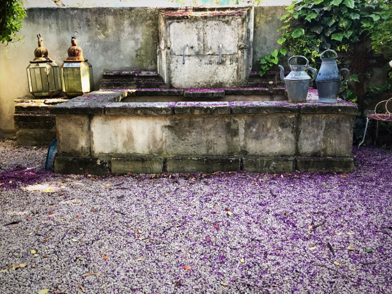 Chinese snowball viburnum