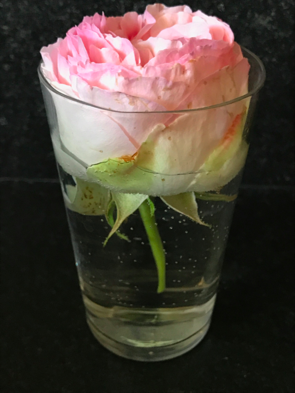 Garden Rose, Corey Amaro