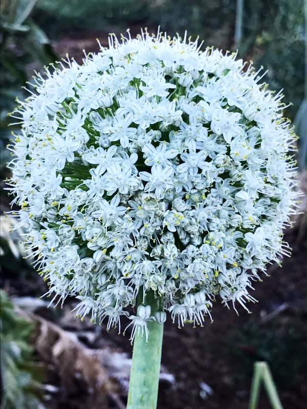 onion bloom
