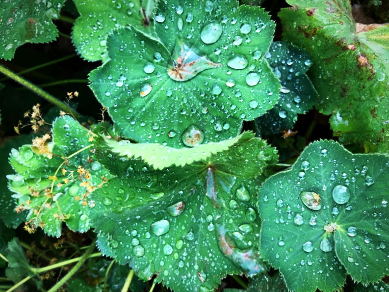 morning rain drops