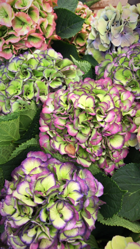 corey amaro living in France, 