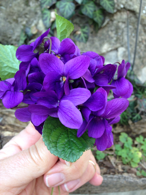 Violettes corey amaro 