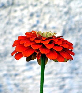 Together we bloom Together we bloom