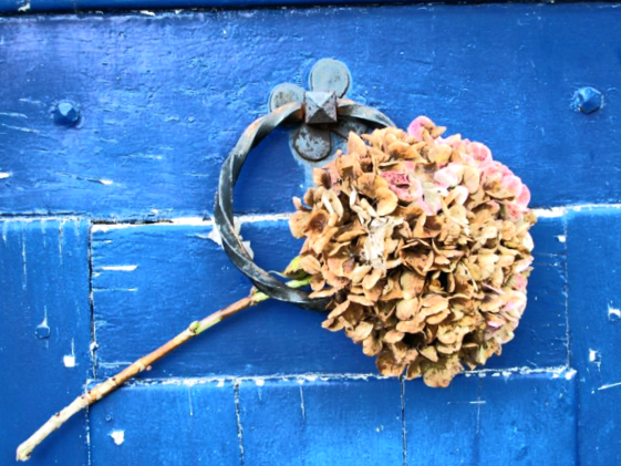 Blue flower