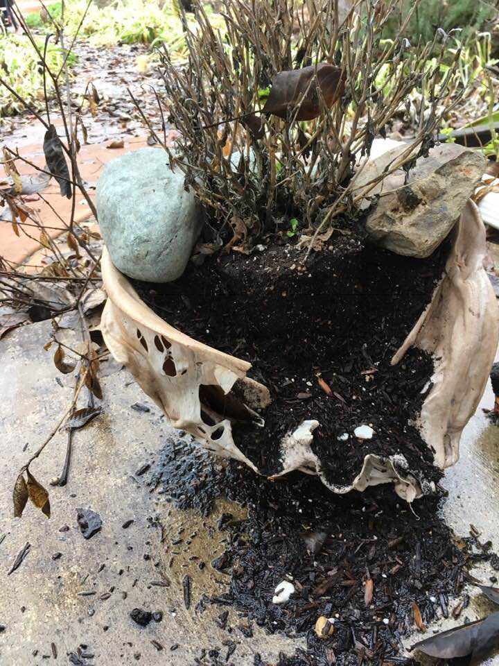 PATRICIA Rich Lloyd Photos of Paradise 77 PATRICIA Rich Lloyd Photos of Paradise 77