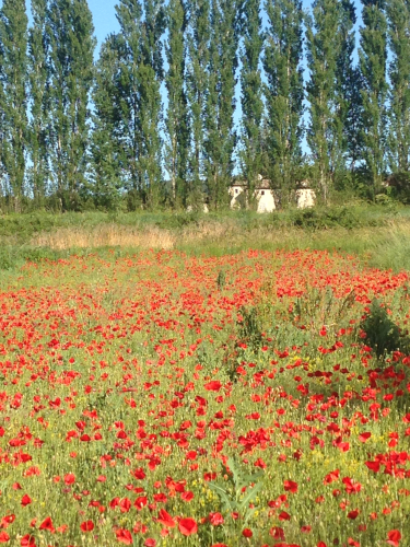 poppies in Provence