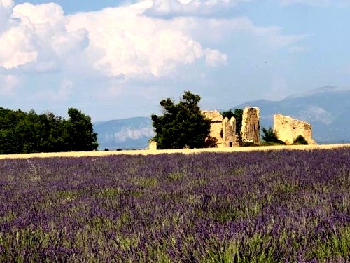 lavender fields forever