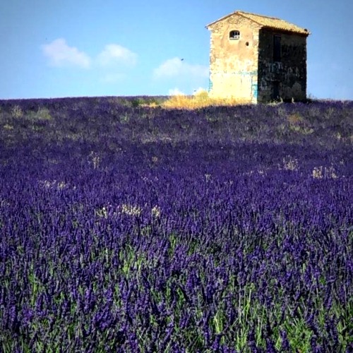 lavender fields forever